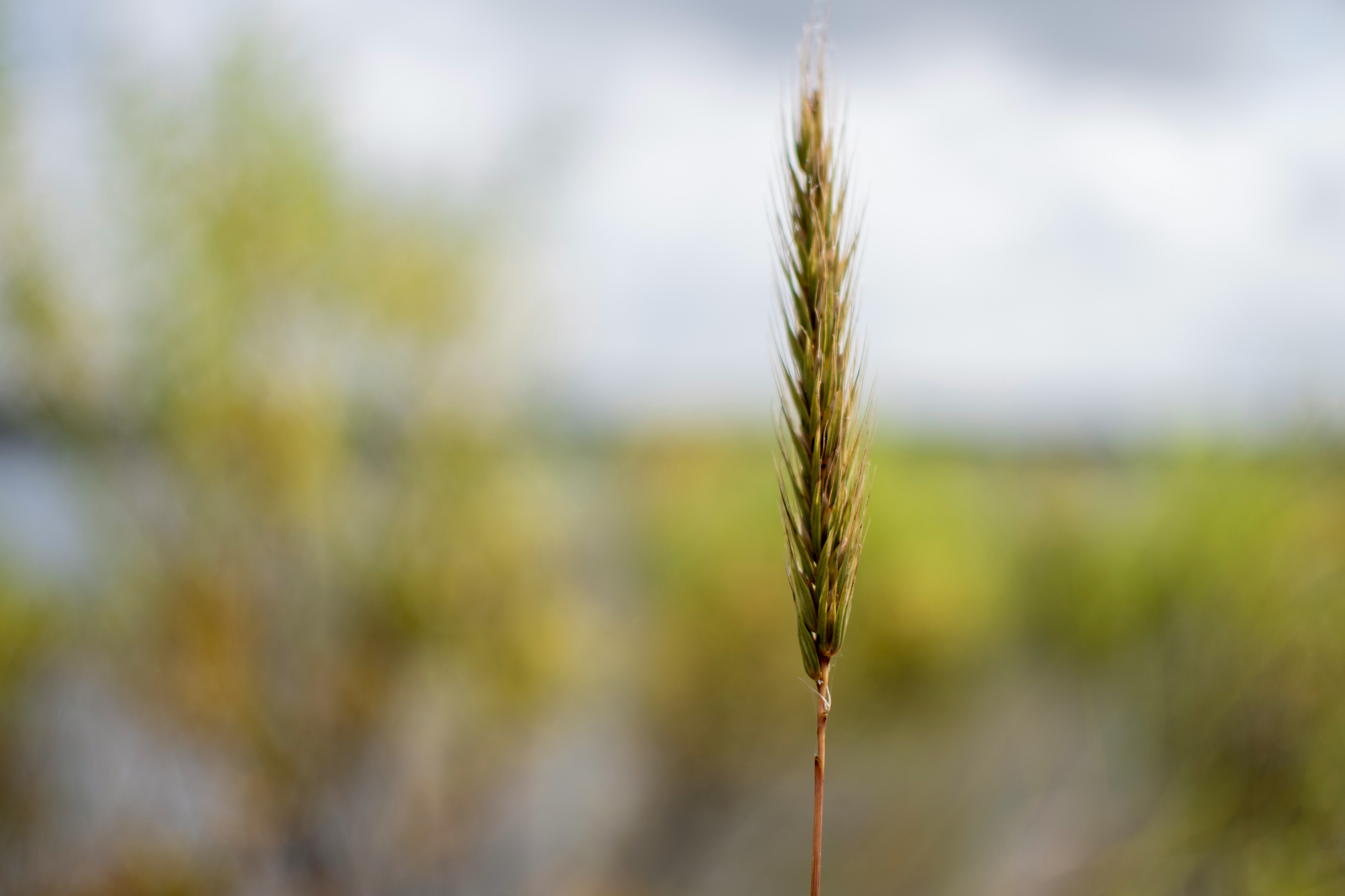 brown wheat in tilt shift lens